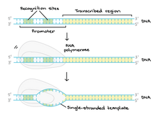 Load image into Gallery viewer, Pouya Ahmadi on Rumi